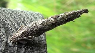 Bagworm Moth Larva Psychidae Thyridopteryx [upl. by Ynnol444]