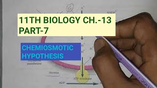 Class 11 BiologyCh13 Part7Chemiosmotic hypothesisStudy with Farru [upl. by Suolhcin222]