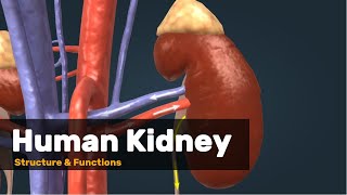 Kidney structure and Function Explained [upl. by Faus]