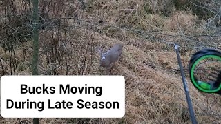 Bucks Moving During Late Season Public Land [upl. by Leighland]