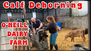 DEHORNING calves Lets go See episode 11 for more [upl. by Louls]