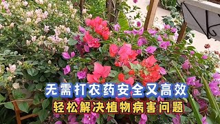 生物菌劑也許時植物病蟲害的終極答案 [upl. by Koa928]