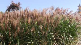 Miscanthus sinensis Rotsilber [upl. by Longerich]