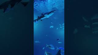 Poema del Mar Las Palmas Gran Canaria aquarium aquariumfish aquascape sharktank sharks [upl. by Navar]