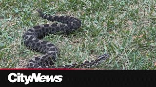 Long weekend bump in cottage country snake bites [upl. by Lorre549]