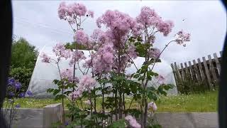 Best plant flowers to attract hoverflies  Giant Aquilegia Thalictrum aquilegifolium [upl. by Photima]