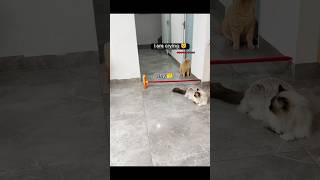 Unexpected Fight 🤯 Fully Planned Cat Fight 😈😾 [upl. by Warton]