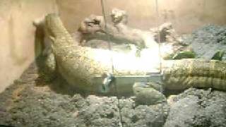 6 FOOT PET LIZARD EATS LIVE BUNNY clip 3 [upl. by Wasson205]