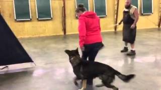 Red Sable German Shepherd quotCrixusquot For Sale Obedience Protection Trained Home Raised [upl. by Gettings228]