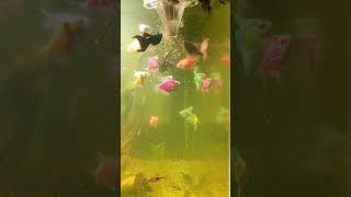 Feeding Fish in Aquarium with Catfish Top Tips [upl. by Lilybel]