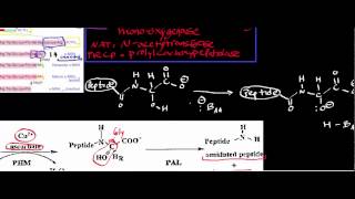 Conversion of Adrenocorticotropic Hormone ACTH to Melanocyte Stimulating Hormone MSH [upl. by Anidam]