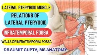 LATERAL PTERYGOID MUSCLE  INFRATEMPORAL FOSSA  Anatomy [upl. by Ydnys]