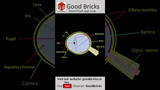 Functioning of eye  Iens and Ciliary Muscles  CBSE  Telangana  AndhraPradesh Class 10  Physics [upl. by Gurolinick]