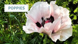 Propagating Poppies Update Sowing Poppy Seeds and Planting Orlaya Cottoverdi [upl. by Cooperstein]