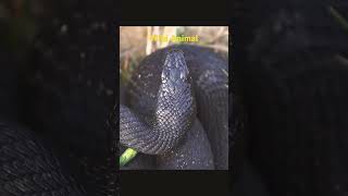 Wild Animals snakeshortsytshortsshortsviralwildanimalwildlifepredatropreywildhunting [upl. by Aiyram]