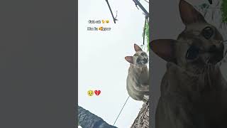 maa ka pyaar cutebaby cutecat cuteanimals tranding anime viralvideo [upl. by Tutankhamen572]