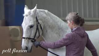 Master Instructor Melanie Bulmahn with variations on lunging [upl. by Doelling]