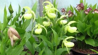 Cypripediums in pots [upl. by Accebor92]