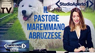 Pastore Maremmano Abruzzese Documentario Studio Aperto [upl. by Mcgruter]