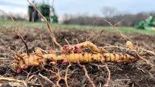 Real World Wildlife Products GIANT MISCANTHUS Planting Video 1 [upl. by Idalina873]