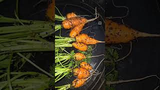 Organic heirloom carrots  fall crop greenhouse gardening  mushroom based microbes [upl. by Yllier]