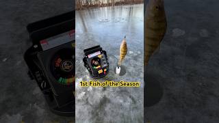 First Fish of the New Ice Fishing Season fishing icefishing wisconsin perch [upl. by Yarahs]