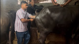 Buffalo breeding  Artificial Insemination  Animal reproduction  FAYEEM VLOGS [upl. by Dev625]