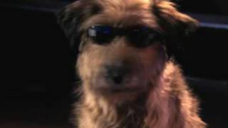 Dr Dolittle Million Dollar Mutts TV Spot [upl. by Yordan]