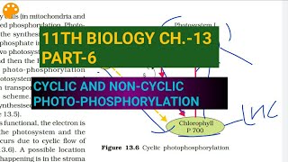 Class 11 BiologyCh13 Part6Cyclic amp noncyclic photophosphorylationStudy with Farru [upl. by Sedruol284]