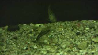 Corydoras Pygmaeus The pygmy cory [upl. by Annerol]