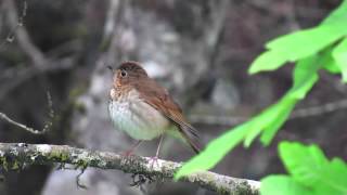 Swainsons Thrush [upl. by Salbu719]