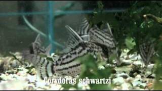 Corydoras schwartzi [upl. by Noach]