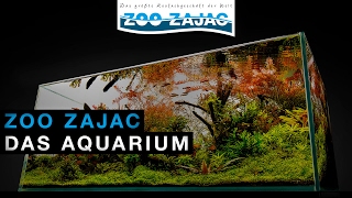 ZOO ZAJAC – DAS AQUARIUM [upl. by Eadith356]