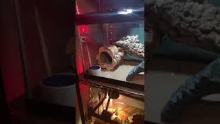 New Leopard Gecko Tank Set Up [upl. by Raybin]