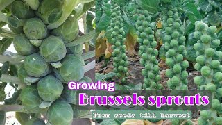 Growing Brussels sprouts at home  How to grow Brussels sprouts from seeds till harvest by NY SOKHOM [upl. by Loriner]