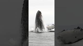 Biggest Whale Jump whale ocean NadiaAly wildlife nature whalewatching ocean sea big [upl. by Aikemet]