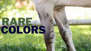 Rare Horse Colors and Unique Patterns funfactsaboutanimals [upl. by Ellon]