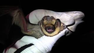 Hoary Bat Lasiurus cinereus [upl. by Pharaoh]