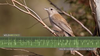 Grey Shrikethrush Sounds  Song and Calls [upl. by Asilak513]