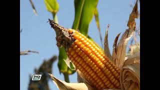 CULTIVO DEL MAÍZ AMARILLO DURO MEGAHIBRIDO PARA PRODUCCIÓN DE SEMILLA [upl. by Buzzell237]