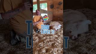 Major Play by Anne Claire youtubeshorts arthursacresanimalsanctuary pig bloopers compassion [upl. by Sacttler71]