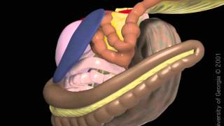 Enteritis proximal [upl. by Eceirtal270]