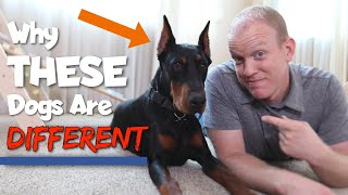 6 Ways Dobermans Are Different From Other Dogs [upl. by Ynaffad]