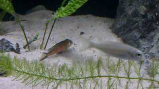 Callochromis macrops ndole red [upl. by Edward]