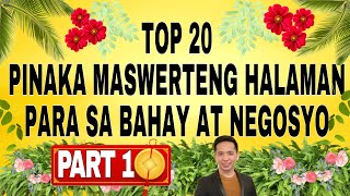 20 Pinaka Maswerteng Halaman para sa Bahay at Negosyo  PART 1 [upl. by Netsirk]