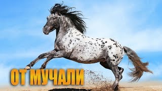 Мучаллар  От мучали хакида [upl. by Laurentia]