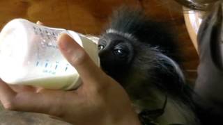 Betsy the colobus monkey [upl. by Heddy]