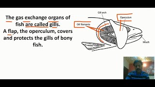 Gas Exchange in fish In Urdu  Respiratory organs of Fish  First Year  Chapter 13  Part 8 [upl. by Nnylcaj]