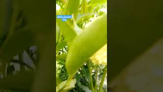 Dahlia pinnata Plantnature love devbhumi trending videovideoviral [upl. by Jayson483]