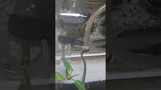 2 mangrove and macro algae in Sump system sump music short shortvideo shorts reef saltwater [upl. by Greyson]